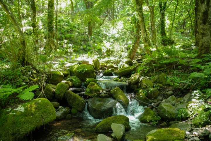 昇竜の滝・たたらの渓流・もののけの森の散歩道